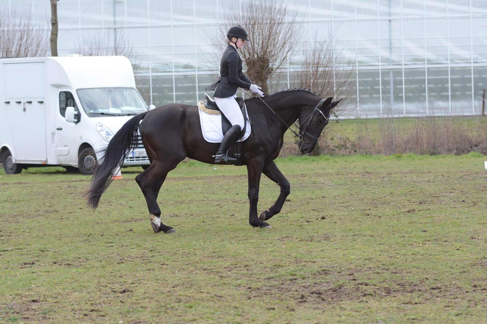 bwp dressuurpaard ruin 6 years old zwart for sale - Photo 4