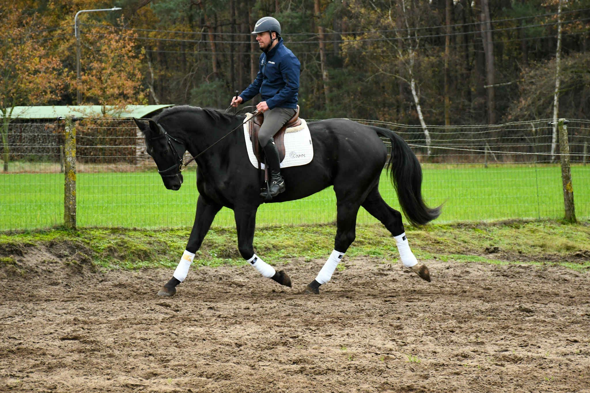 bwp dressuurpaard ruin 6 years old zwart for sale - Photo 5