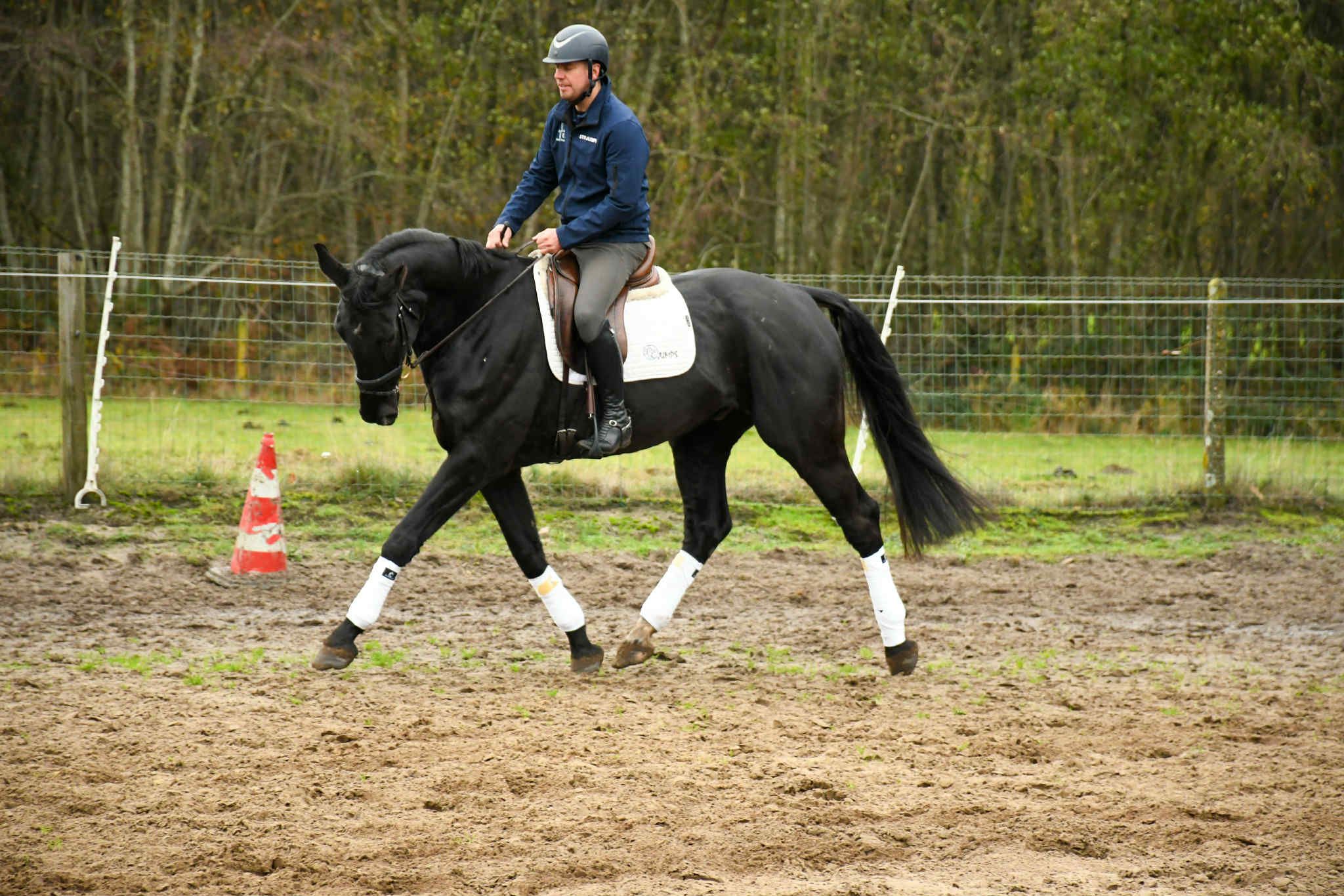 bwp dressuurpaard ruin 6 years old zwart for sale - Photo 6