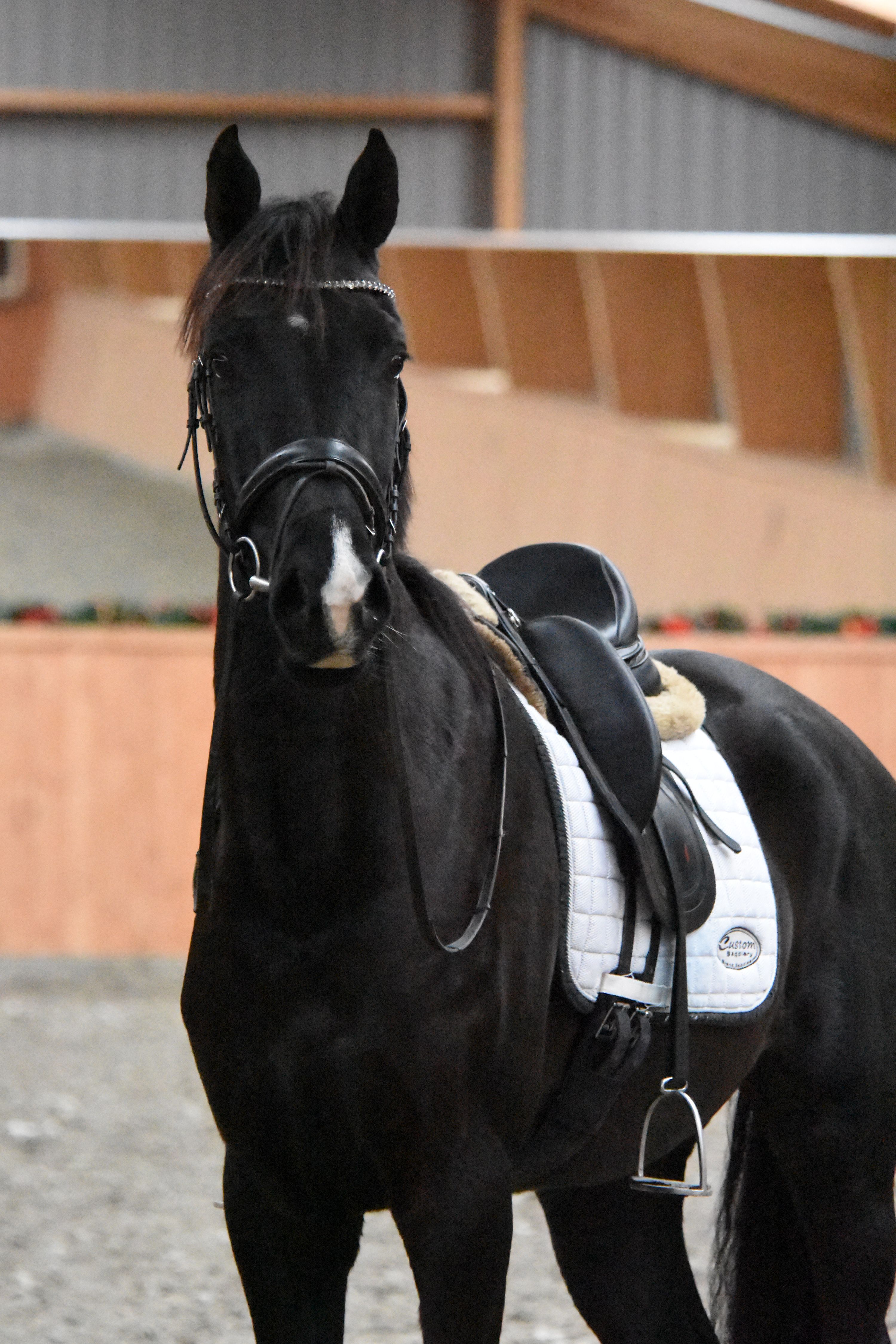 優しく才能のある3.5歳の去勢馬を販売します!