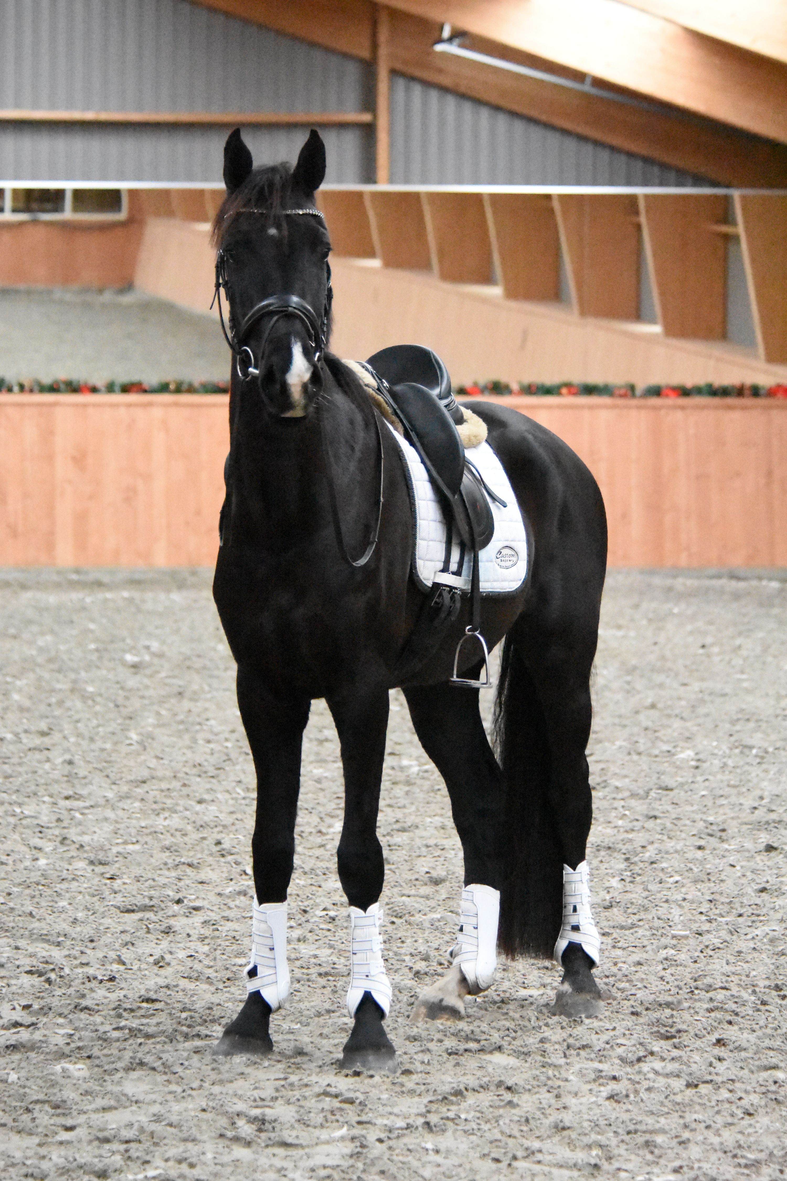 kwpn dressuurpaard ruin 3 years old zwart for sale - Photo 2