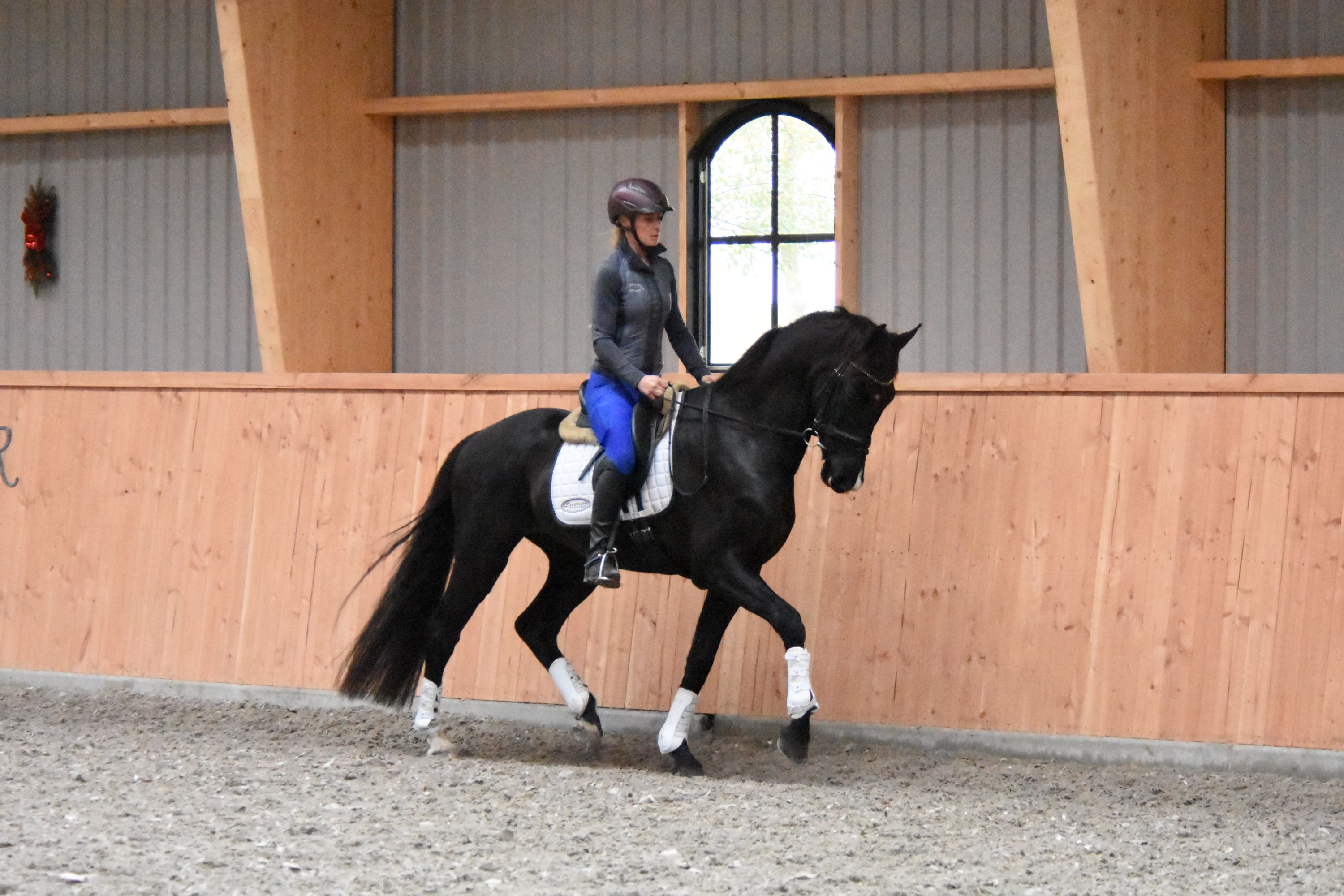 kwpn dressuurpaard ruin 3 years old zwart for sale - Photo 3