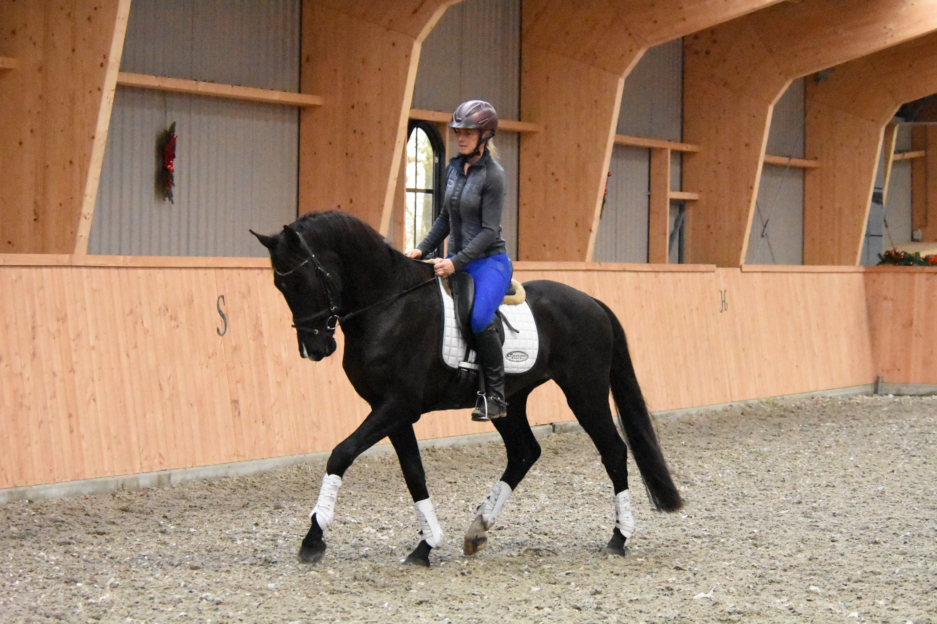 kwpn dressuurpaard ruin 3 years old zwart for sale - Photo 4