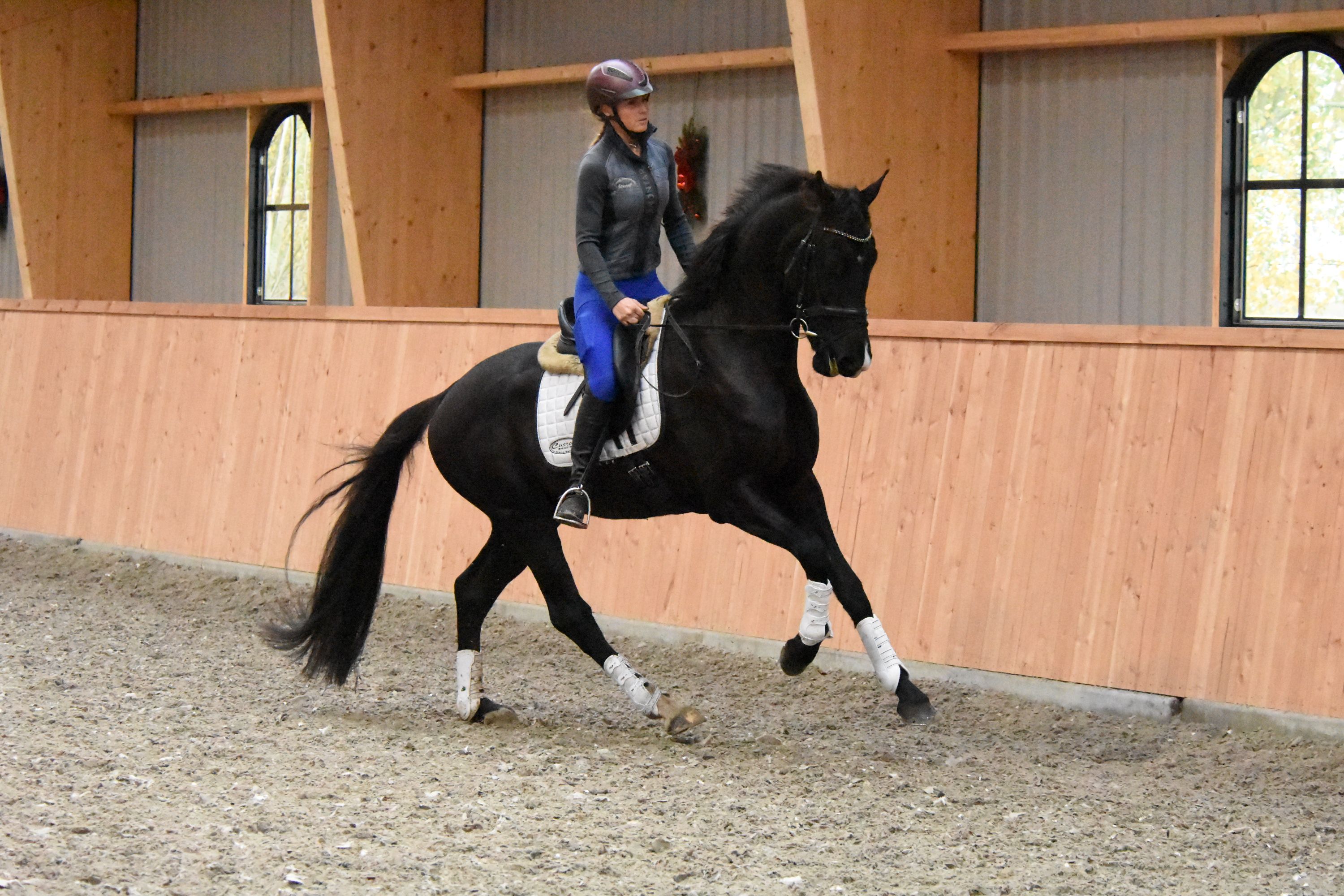 kwpn dressuurpaard ruin 3 years old zwart for sale - Photo 5