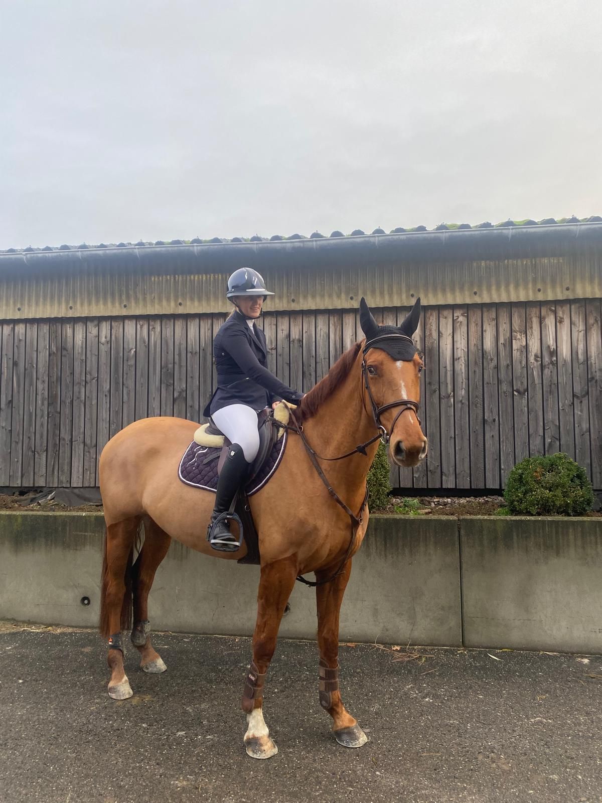 bwp springpaard merrie 5 jaar vos te koop - Foto 3