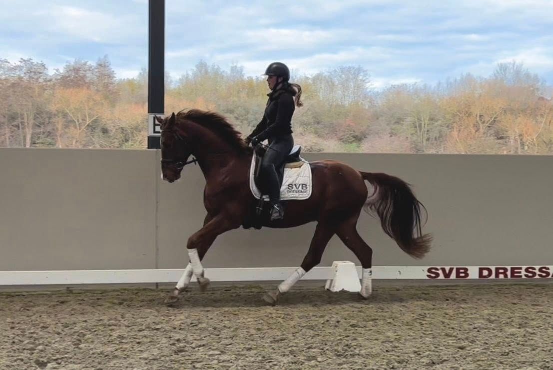kwpn dressuurpaard ruin 3 år vos till salu - Foto 2