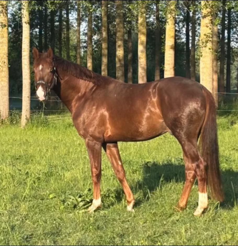 kwpn dressuurpaard ruin 3 år vos till salu - Foto 3