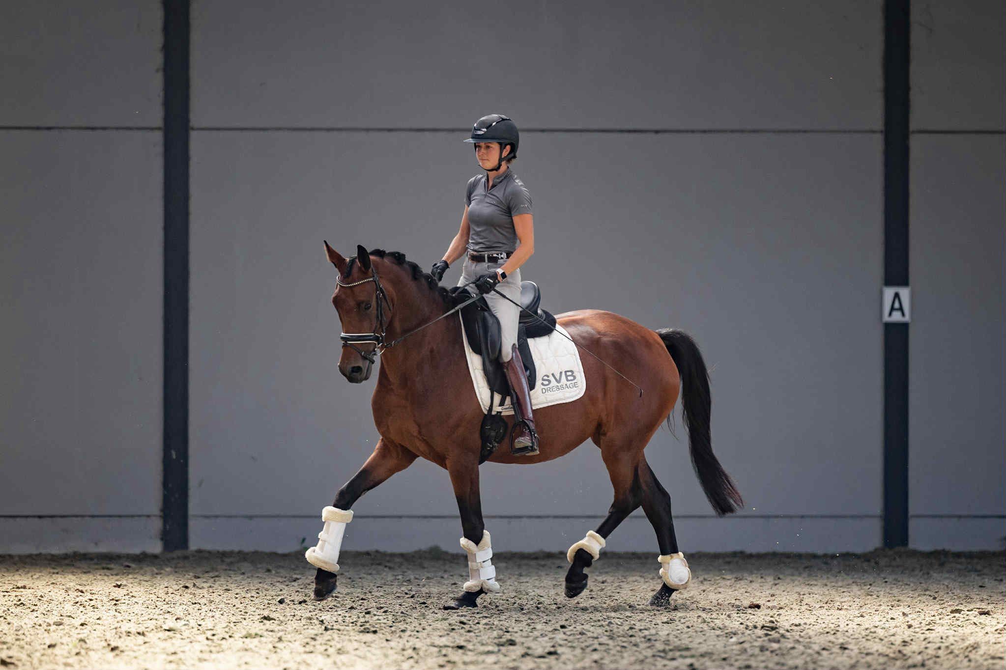 kwpn dressuurpaard merrie 4 år donkerbruin till salu - Foto 2