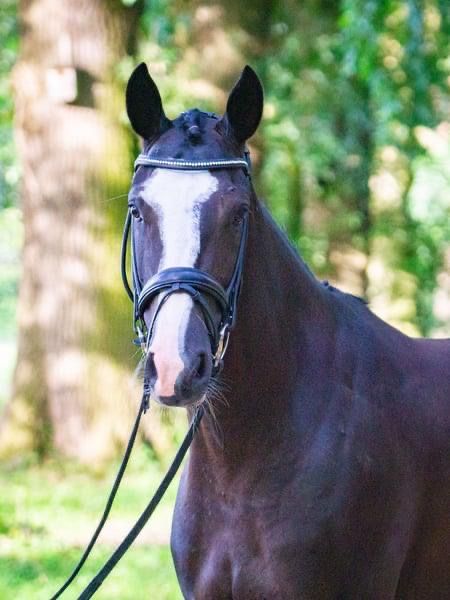 Beautiful mare for sale