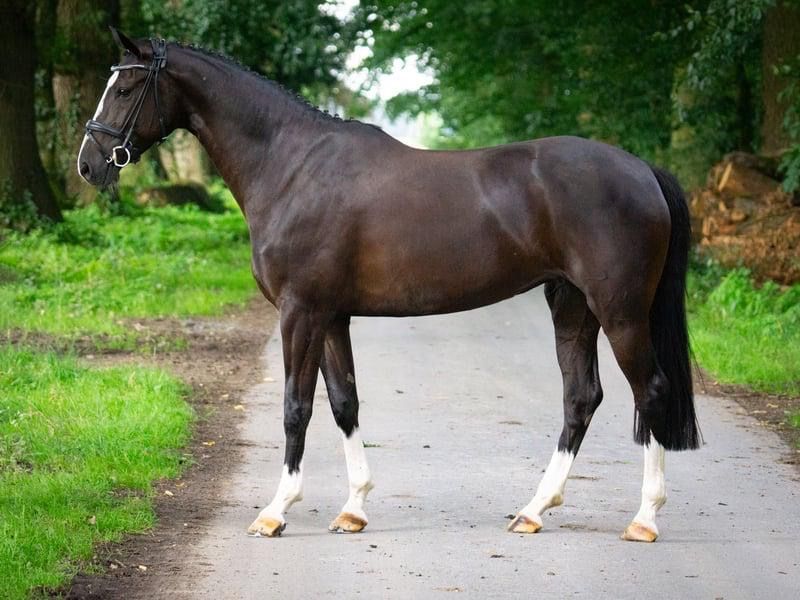 hannoveraan springpaard merrie 6 years old zwart for sale - Photo 2