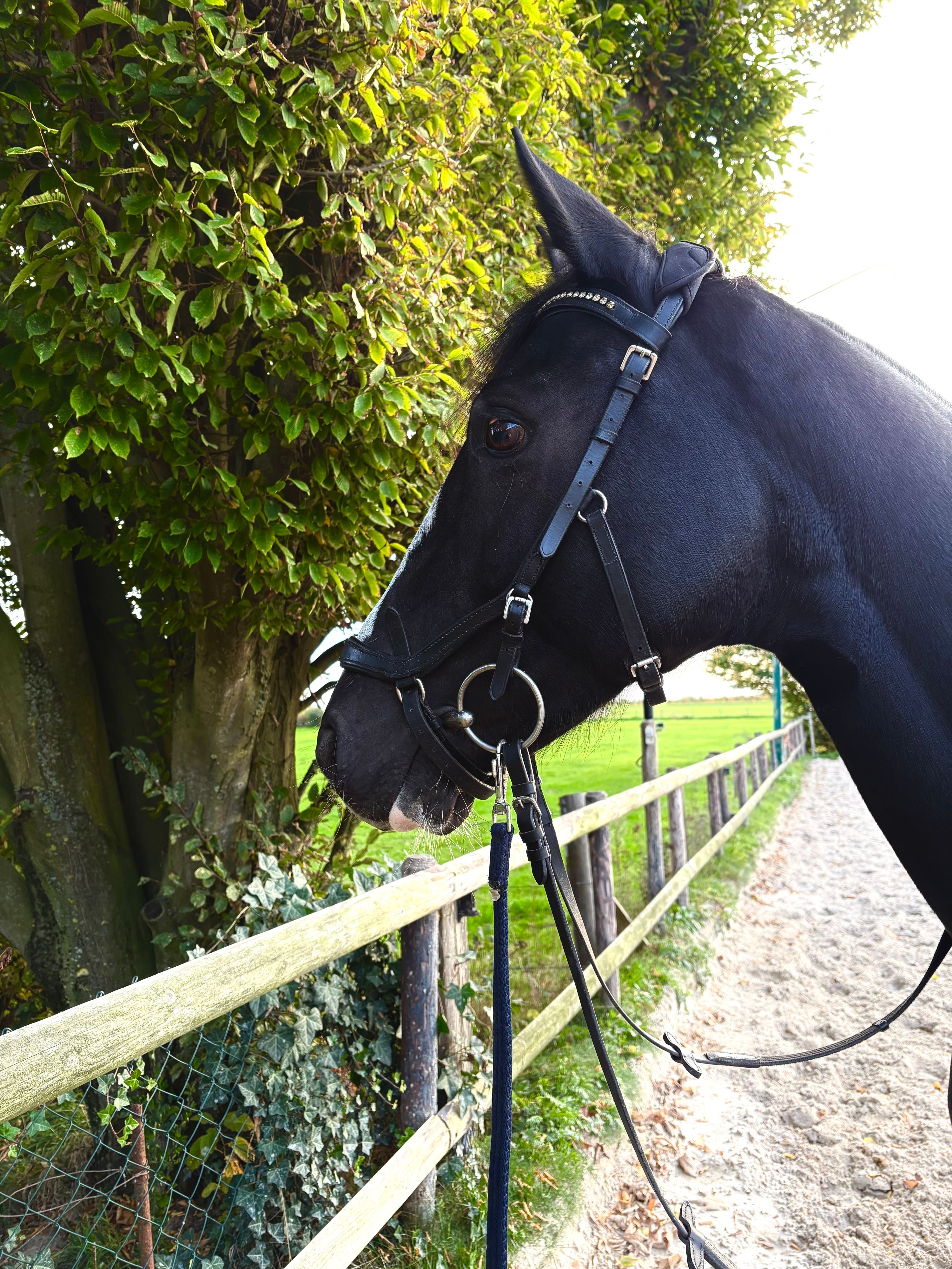 hannoveraan springpaard merrie 6 years old zwart for sale - Photo 3