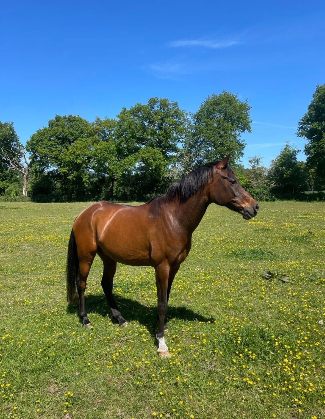 arabier endurance-paard ruin 13 jaar donkerbruin te koop - Foto 2