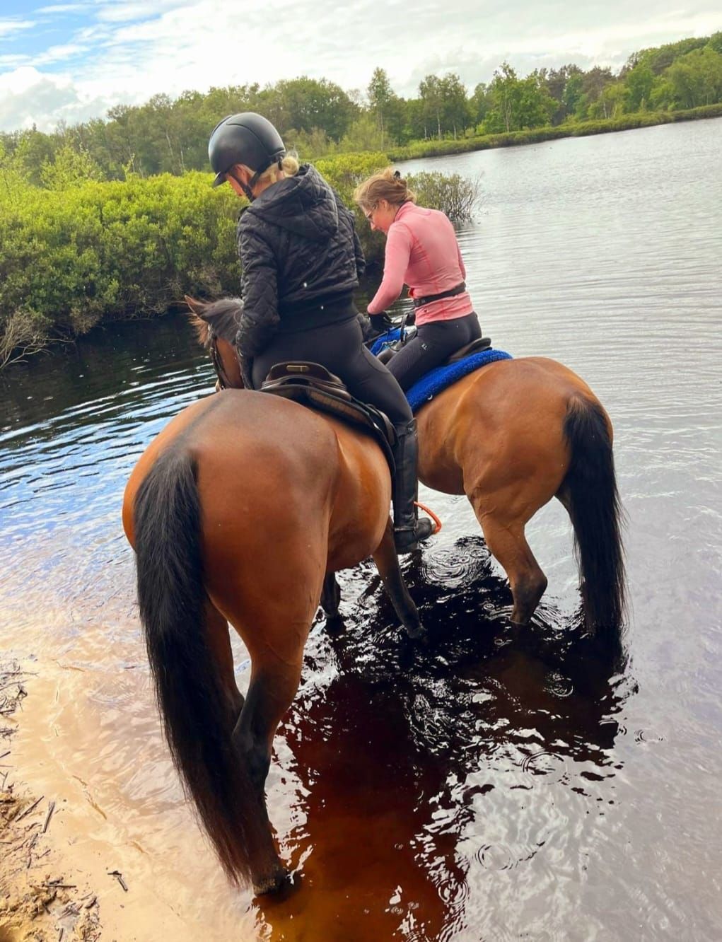 arabier endurance-paard ruin 13 jaar donkerbruin te koop - Foto 3