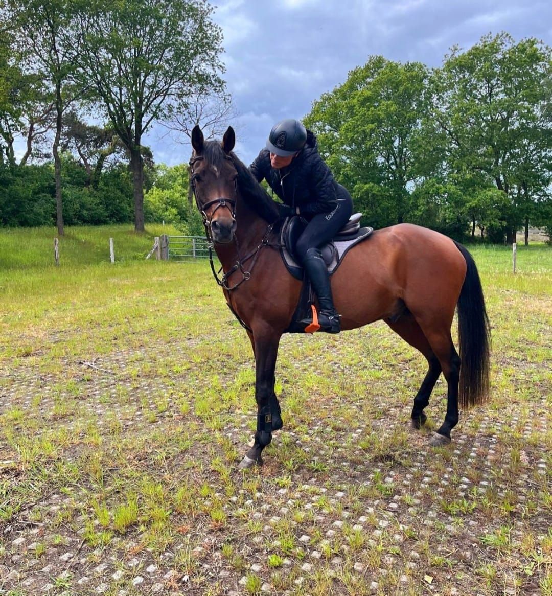 arabier endurance-paard ruin 13 jaar donkerbruin te koop - Foto 4