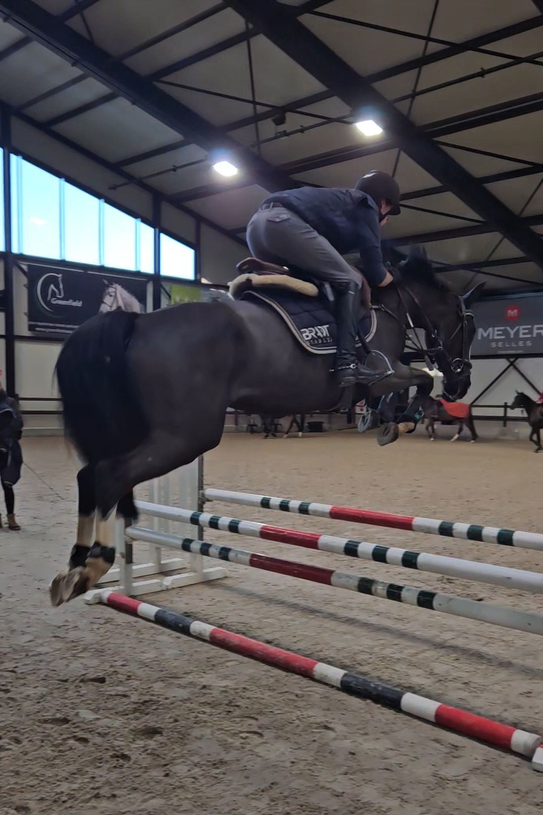 zangersheide springpaard merrie 5 år zwart till salu - Foto 2