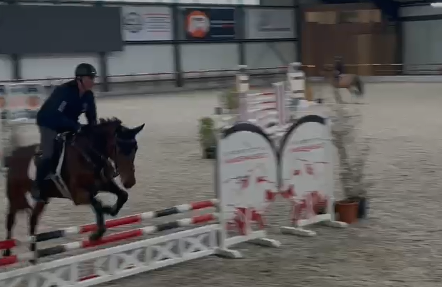 paard merrie 5 años kastanje en venta - Foto 4