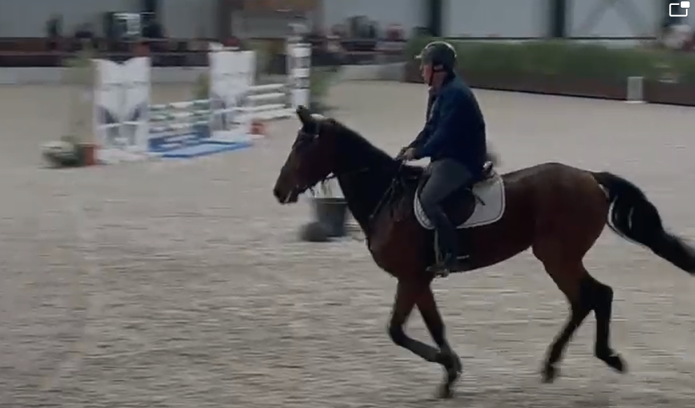 paard merrie 5 años kastanje en venta - Foto 3