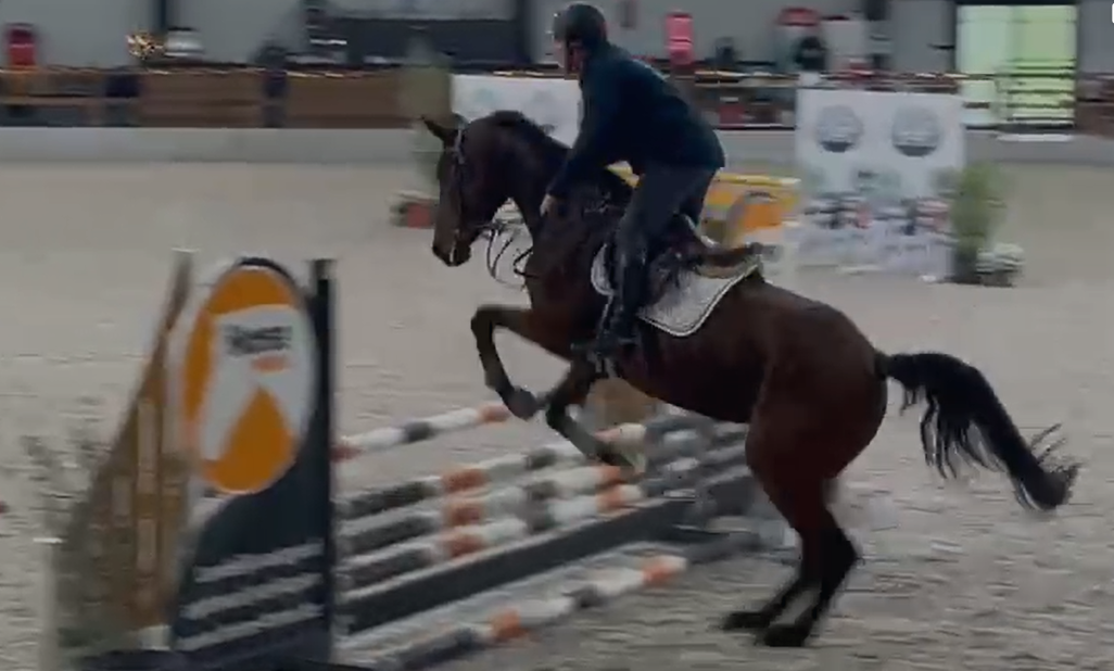paard merrie 5 años kastanje en venta - Foto 2