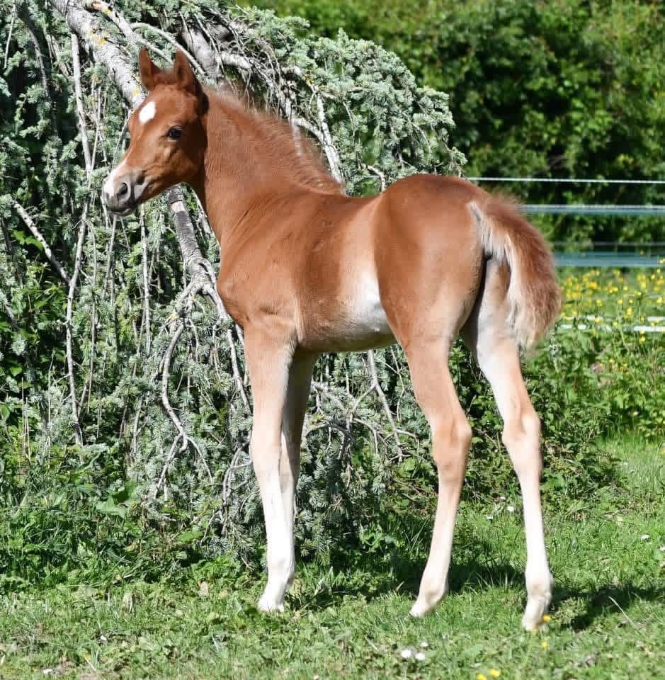 welsh dressuurpony merrie 4 ani bruin de vânzare - Foto 4