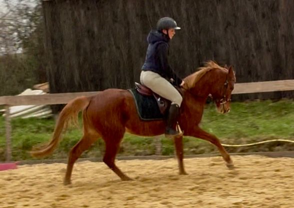 welsh dressuurpony merrie 4 ani bruin de vânzare - Foto 2