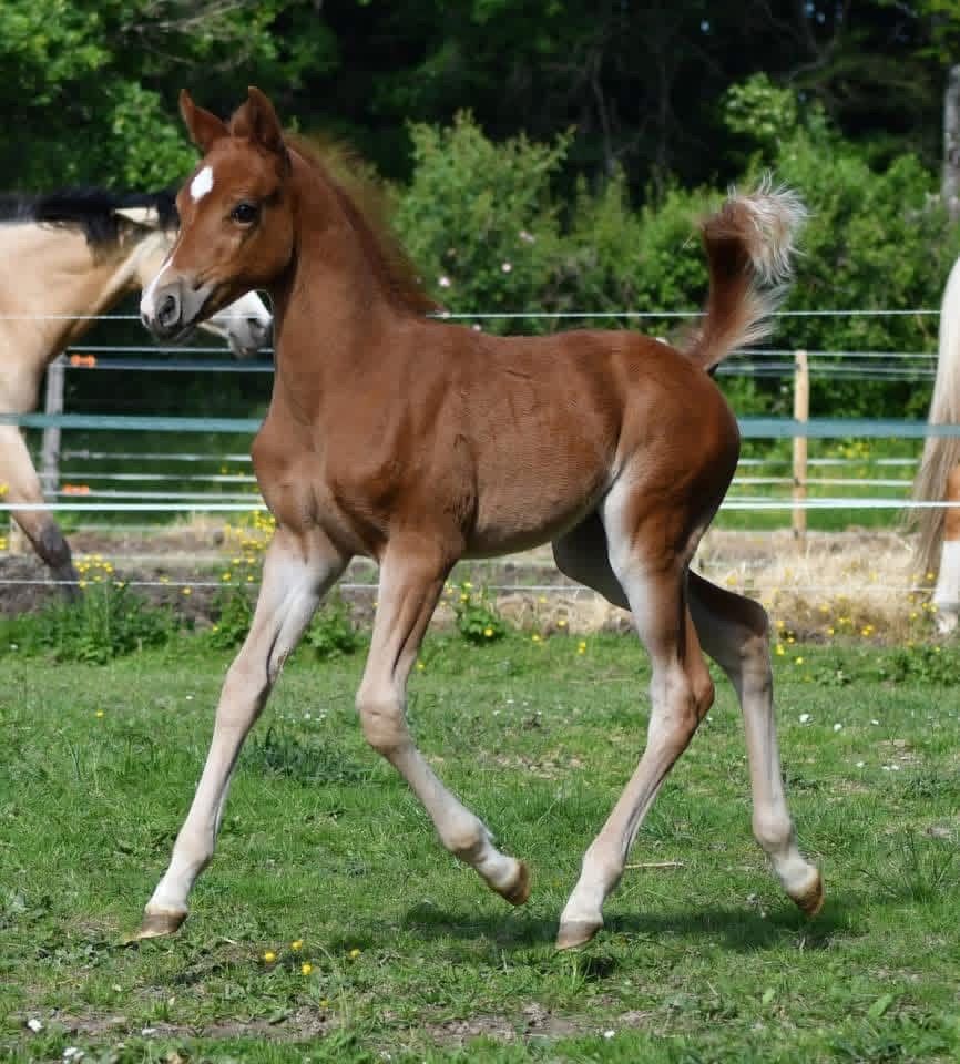 welsh dressuurpony merrie 4 ani bruin de vânzare - Foto 3