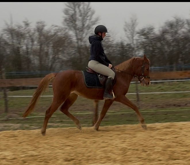 Magnific Welsh Part Bred