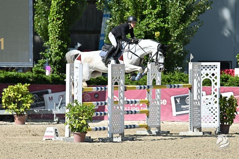 Sporty show jumping mare with top achievements – reliable and agile
