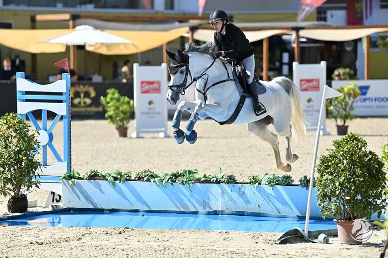 ander springpaard merrie 9 years old schimmel for sale - Photo 2