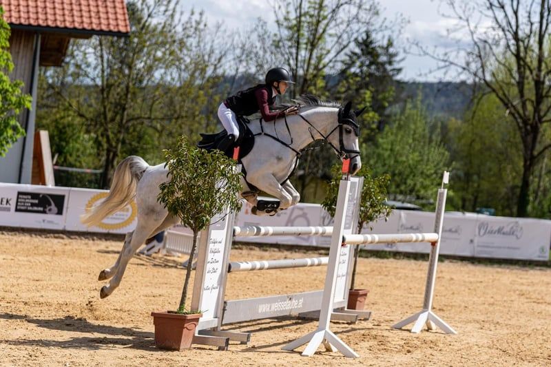 ander springpaard merrie 9 years old schimmel for sale - Photo 3