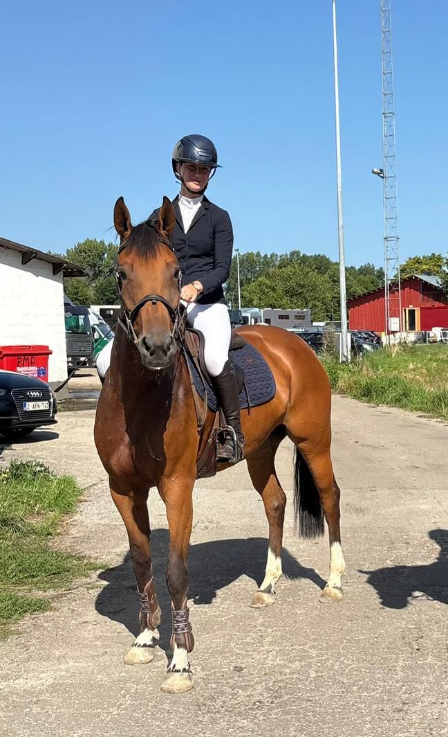 very nice seven-year-old BWP mare