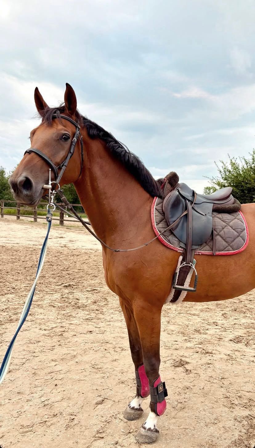 bwp springpaard merrie 7 years old bruin for sale - Photo 2