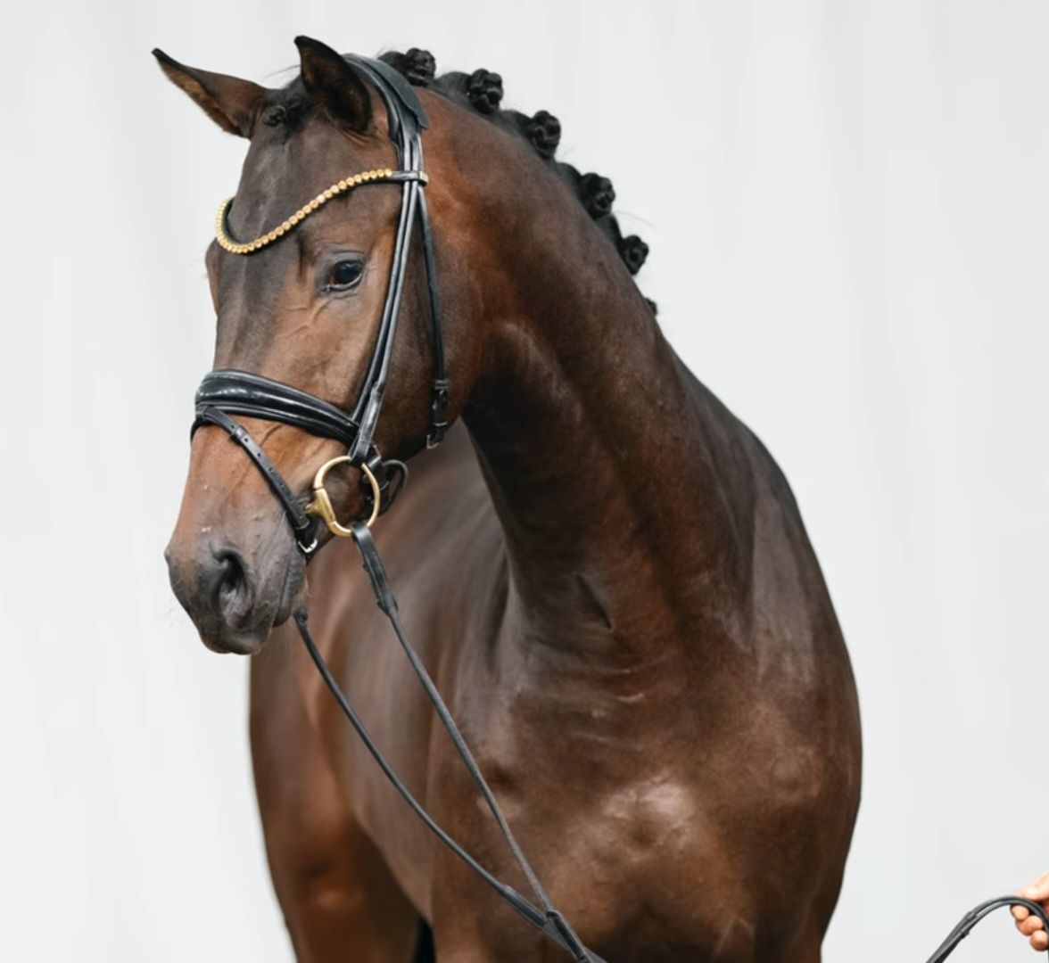 Cool millennium stallion
