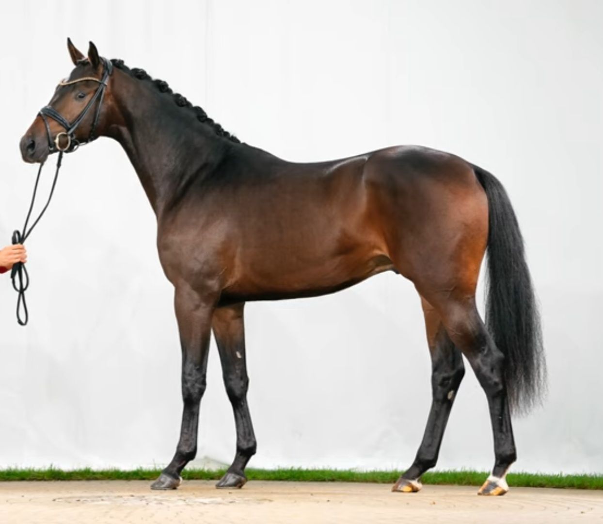westfalen dekhengst hengst 6 years old bruin for sale - Photo 2