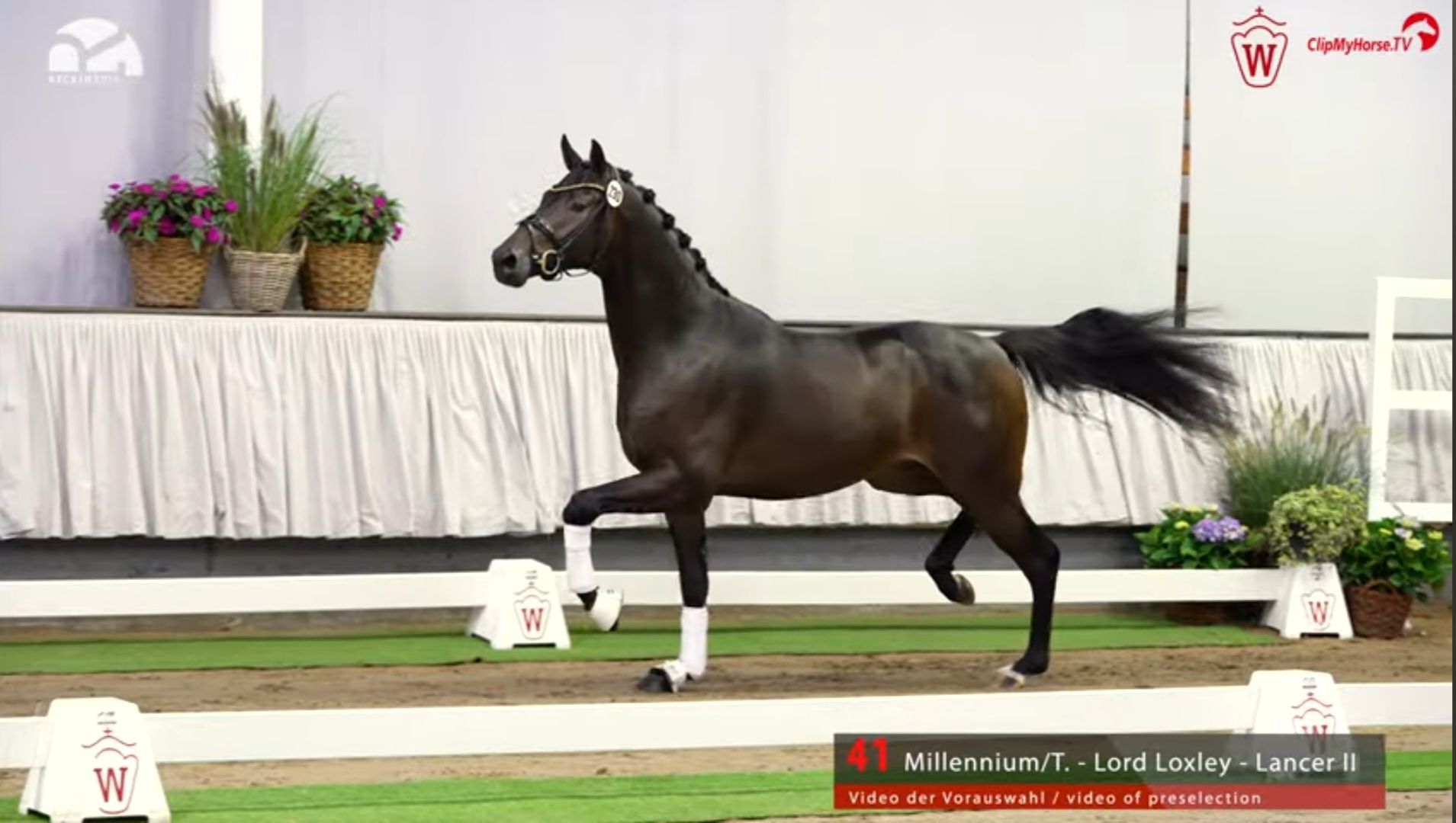 westfalen dekhengst hengst 6 years old bruin for sale - Photo 3