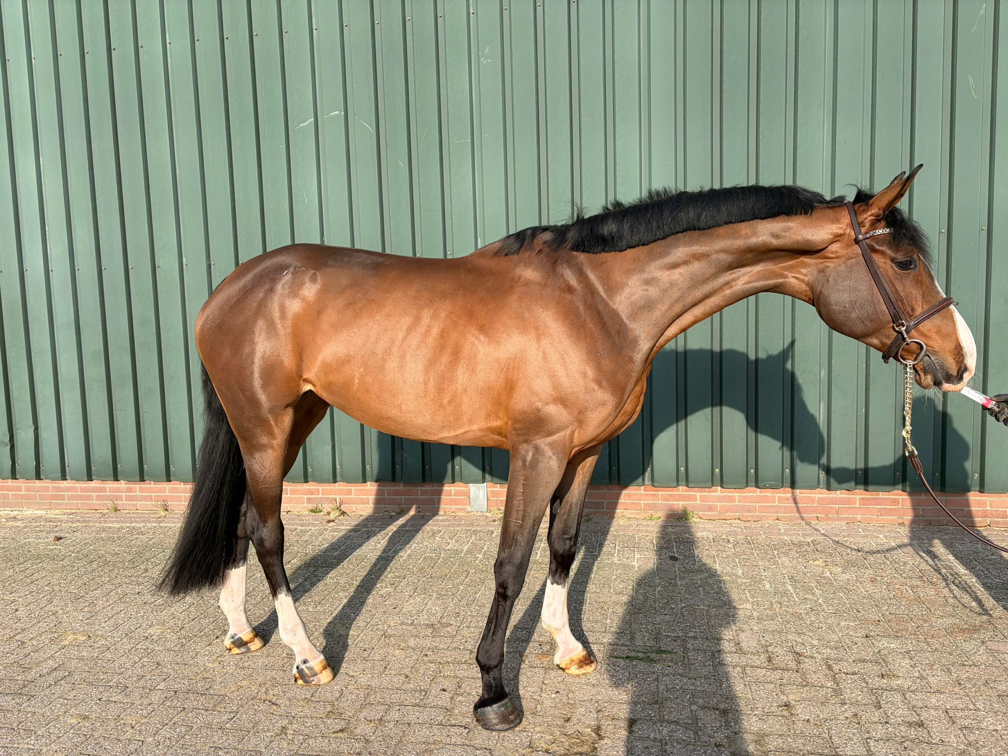 6 jarig springpaard