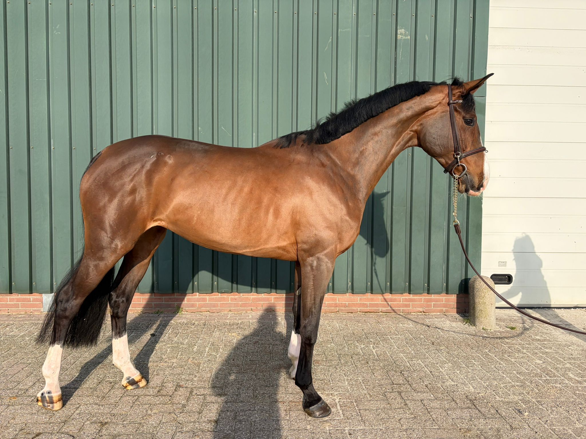 sbs springpaard merrie 6 years old bruin for sale - Photo 2