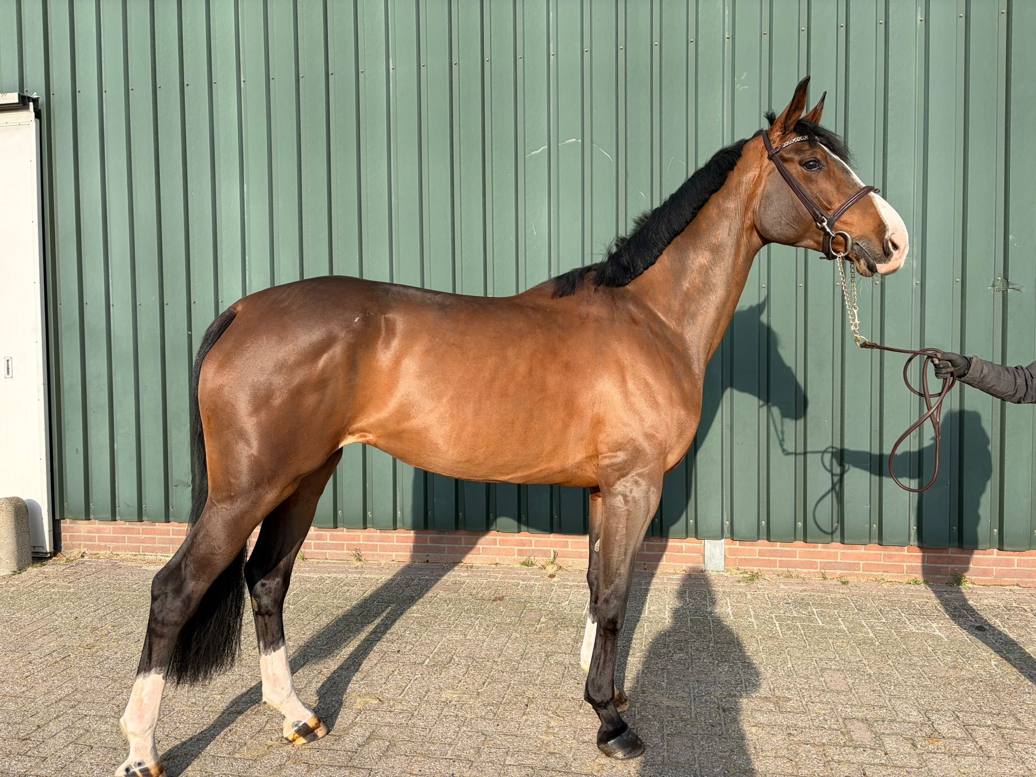 sbs springpaard merrie 6 years old bruin for sale - Photo 3