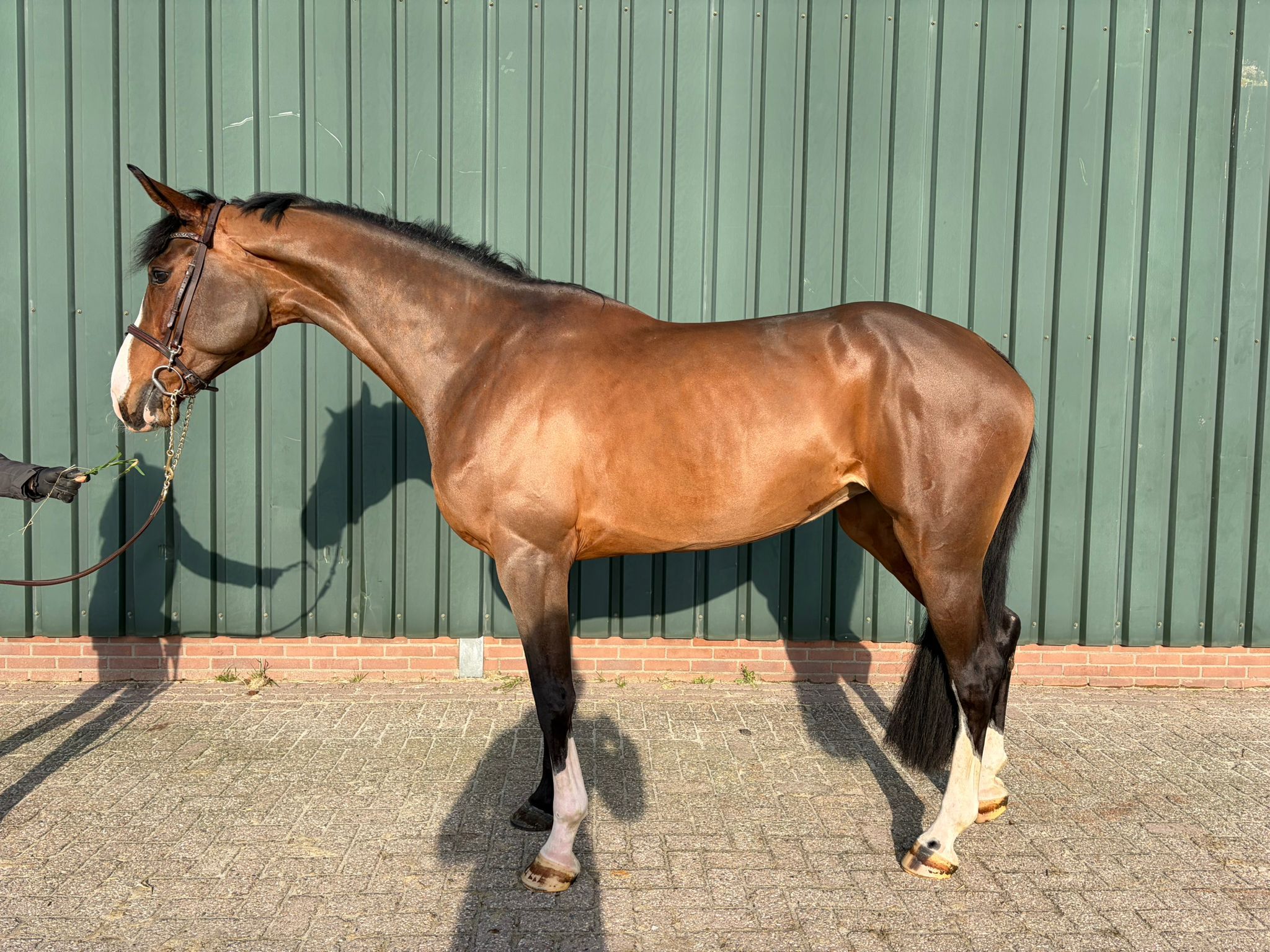 sbs springpaard merrie 6 years old bruin for sale - Photo 4