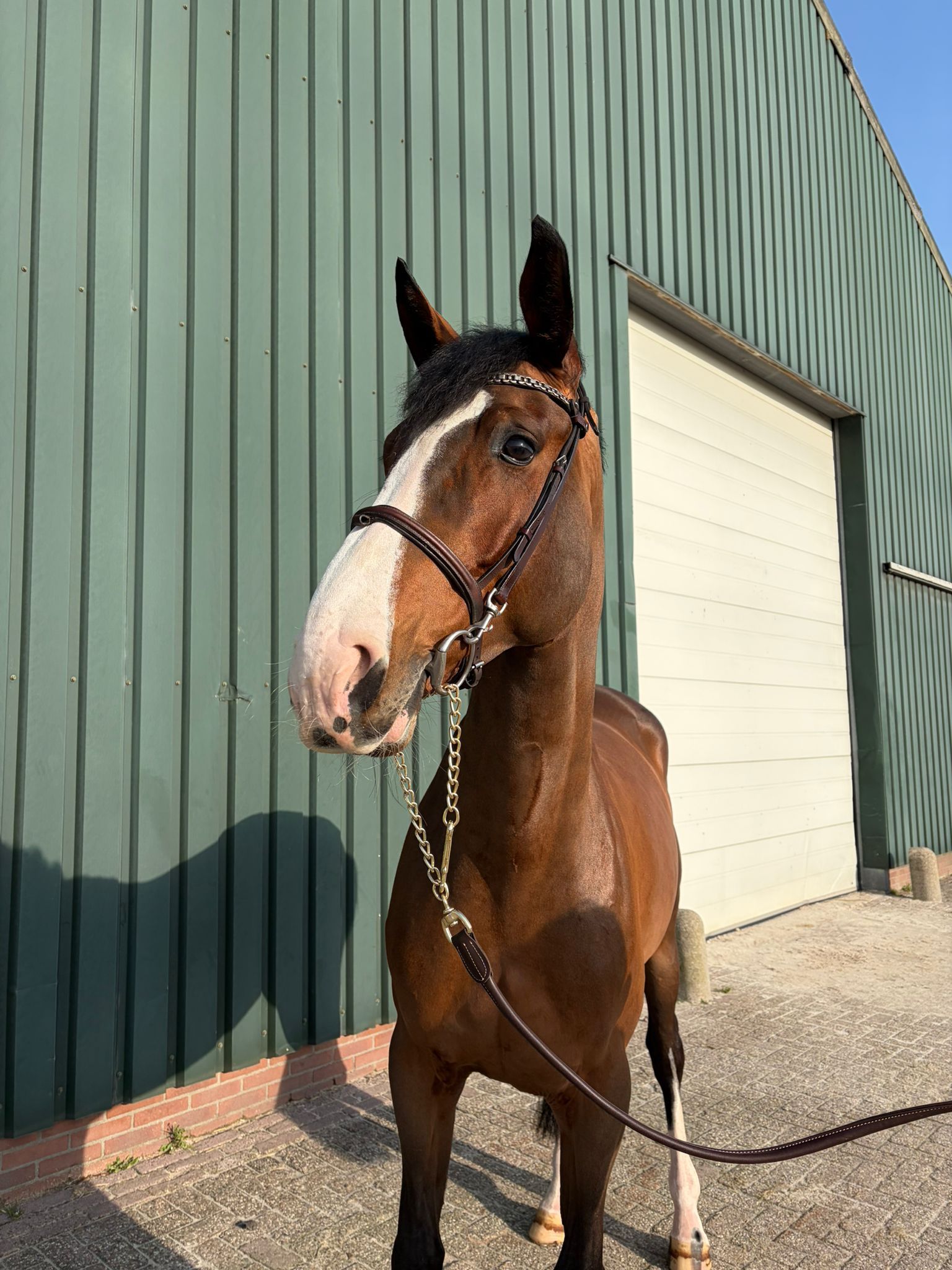 sbs springpaard merrie 6 years old bruin for sale - Photo 5