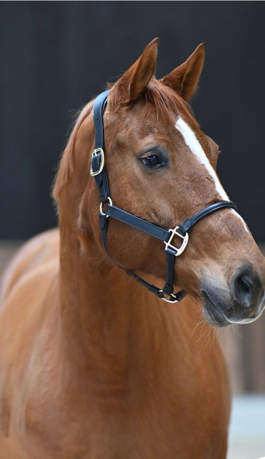 Pregnant broodmare Athina Z