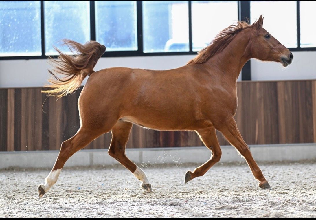 zangersheide fokmerrie merrie 10 years old vos for sale - Photo 4