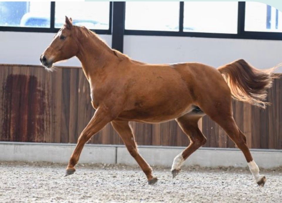 zangersheide fokmerrie merrie 10 years old vos for sale - Photo 3
