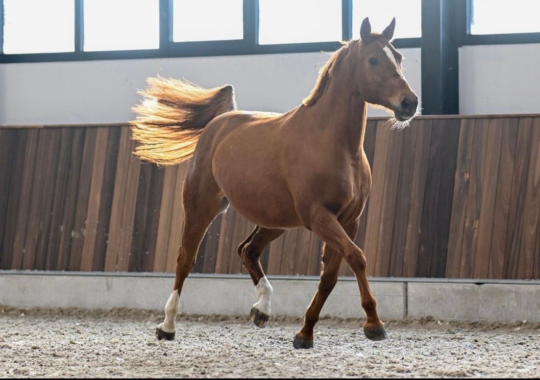 zangersheide fokmerrie merrie 10 years old vos for sale - Photo 5