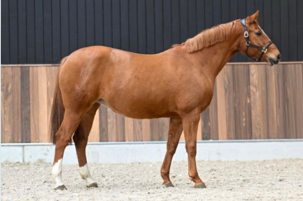 zangersheide fokmerrie merrie 10 years old vos for sale - Photo 2