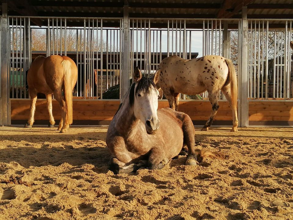 Heuraufen & Futtertröge für Pferde 🐴 Robuste Pferderaufen für die Pferdefütterung