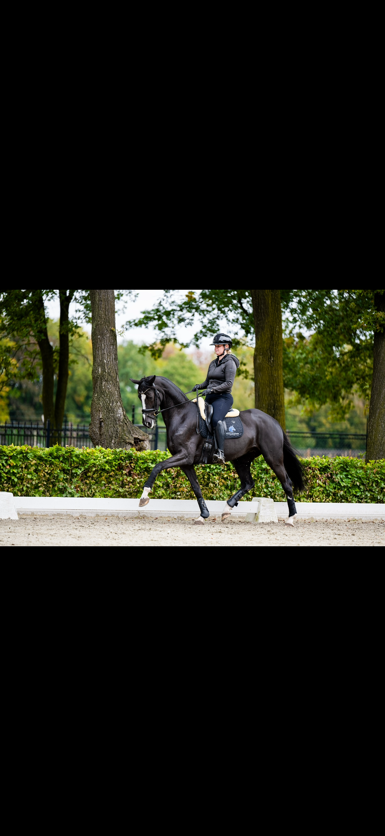 kwpn dressuurpaard merrie 8 years old zwart for sale - Photo 2