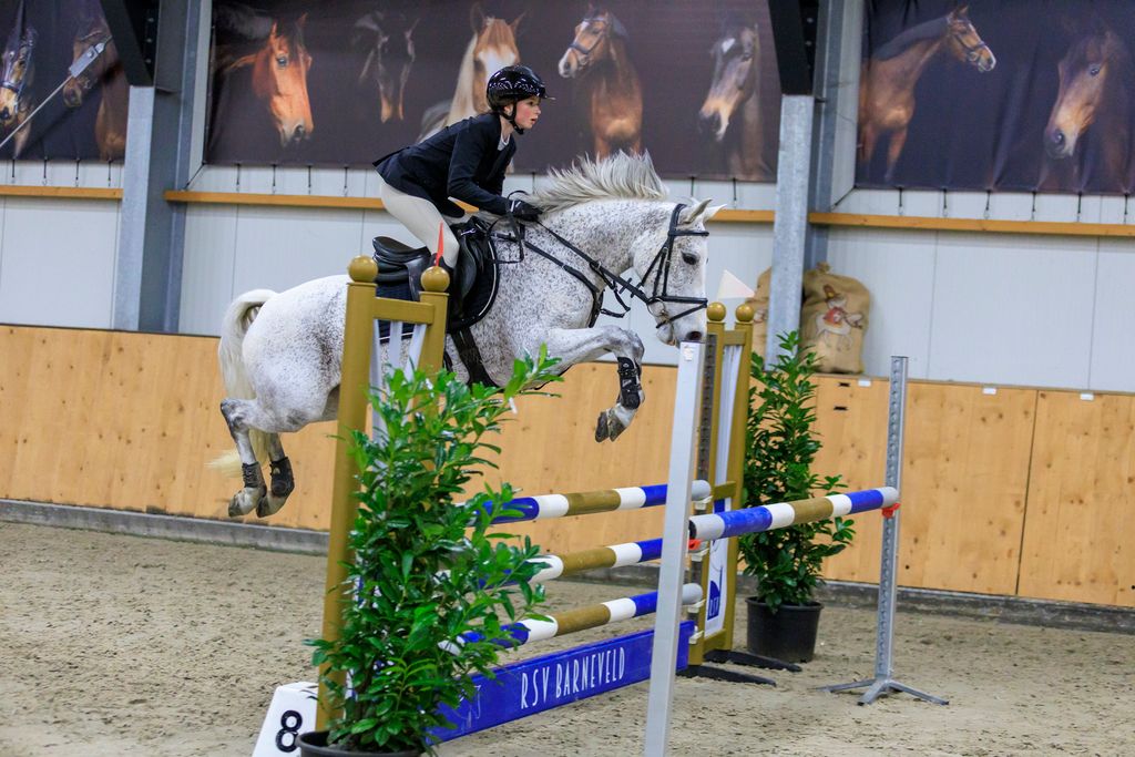 new-forest springpony merrie 9 years old schimmel for sale - Photo 2