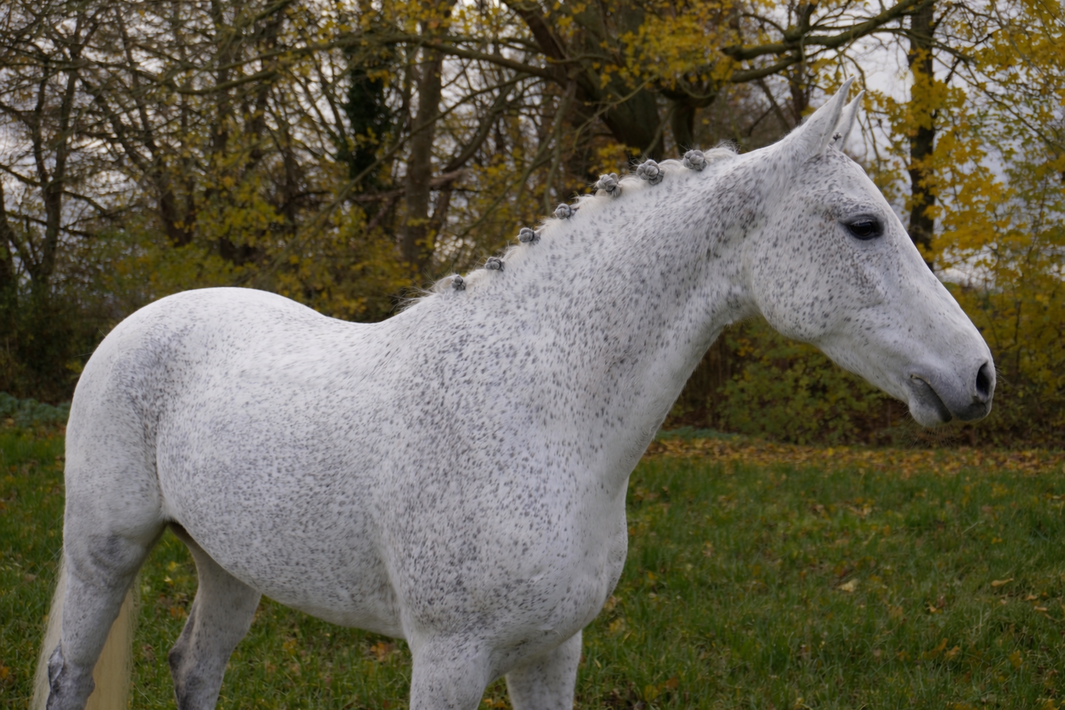 new-forest springpony merrie 9 years old schimmel for sale - Photo 3