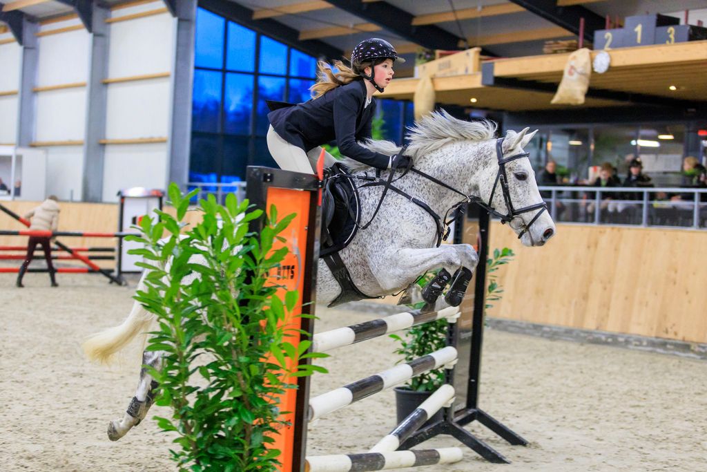 Super New Forest show jumping pony / sport pony for sale
