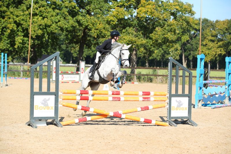 new-forest springpony merrie 9 years old schimmel for sale - Photo 6